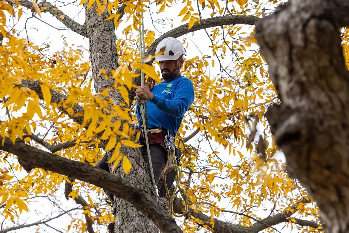 Skilled Tree Planing crew working in Yeaddiss